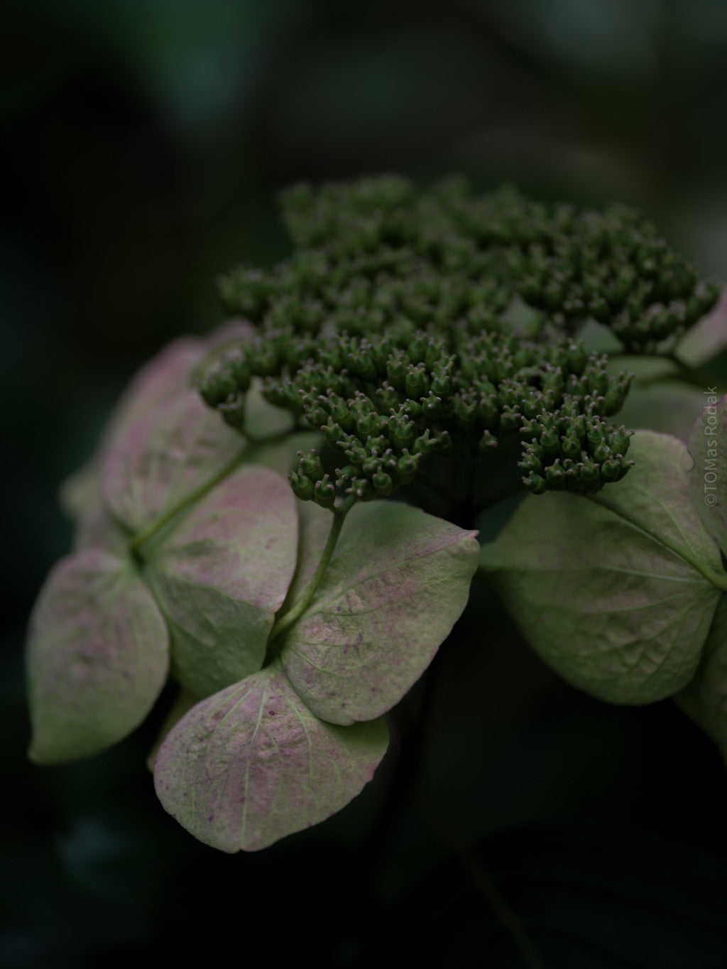 Tomas Rodak, Swiss photographer, floral photography, Hortensia, Hydrangea, TOMs FLOWer CLUB, TOMs ART FLOWer CLUB, White wall, Lumas