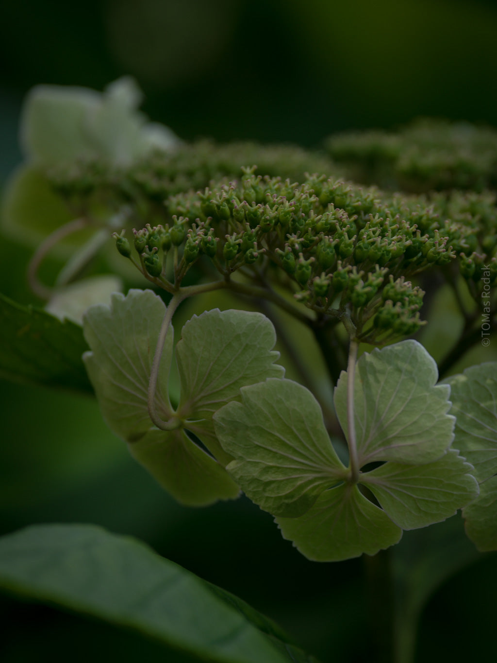 Tomas Rodak, Swiss photographer, floral photography, Hortensia, Hydrangea, TOMs FLOWer CLUB, TOMs ART FLOWer CLUB, White wall, Lumas