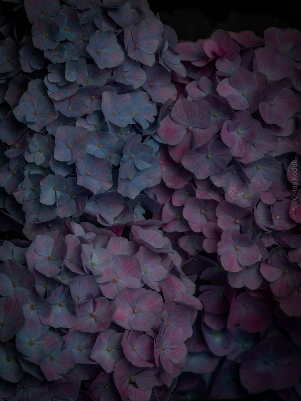 Tomas Rodak, Swiss photographer, floral photography, Hortensia, Hydrangea, TOMs FLOWer CLUB, TOMs ART FLOWer CLUB, White wall, Lumas