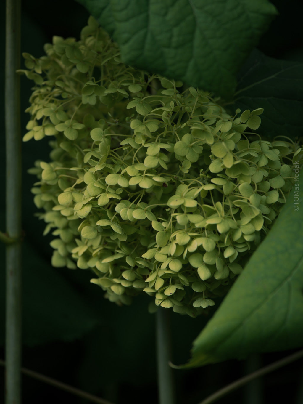 Tomas Rodak, Swiss photographer, floral photography, Hortensia, Hydrangea, TOMs FLOWer CLUB, TOMs ART FLOWer CLUB, White wall, Lumas