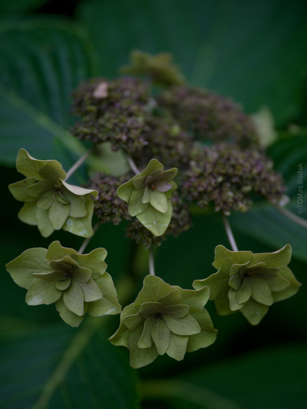 Tomas Rodak, Swiss photographer, floral photography, Hortensia, Hydrangea, TOMs FLOWer CLUB, TOMs ART FLOWer CLUB, White wall, Lumas