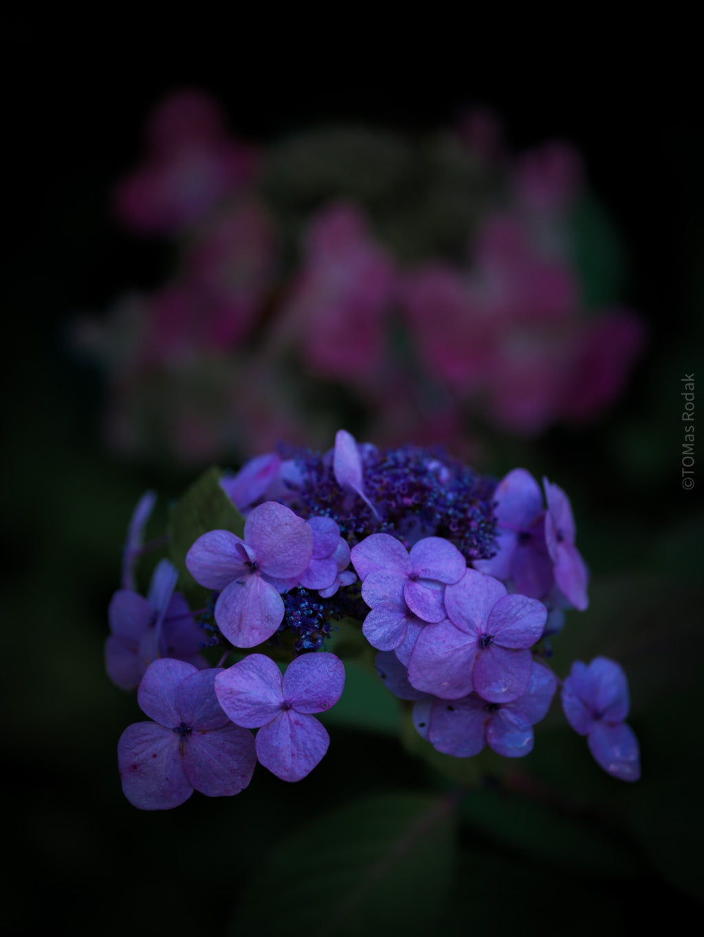 Tomas Rodak, Swiss photographer, floral photography, Hortensia, Hydrangea, TOMs FLOWer CLUB, TOMs ART FLOWer CLUB, White wall, Lumas
