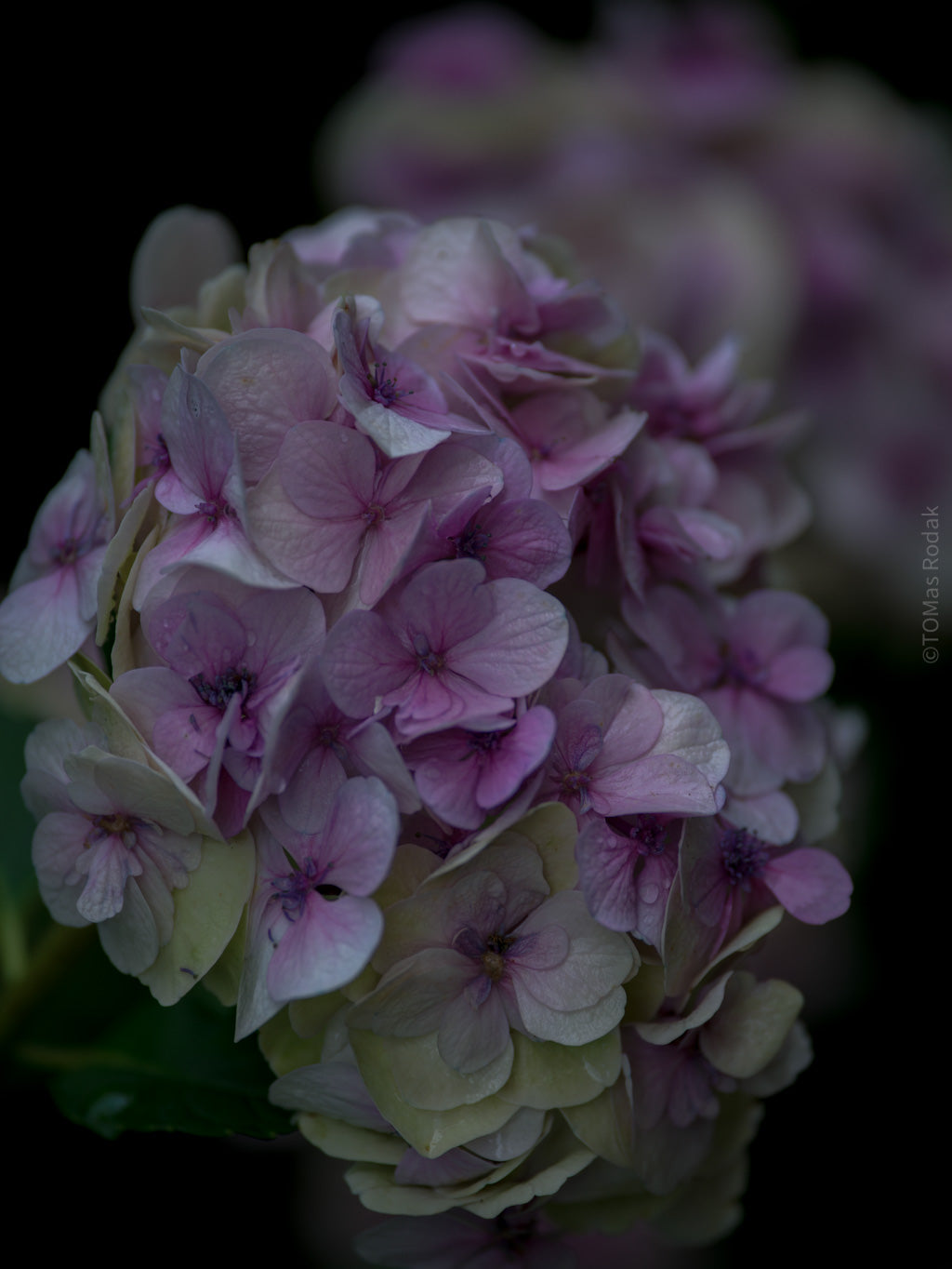 Tomas Rodak, Swiss photographer, floral photography, Hortensia, Hydrangea, TOMs FLOWer CLUB, TOMs ART FLOWer CLUB, White wall, Lumas