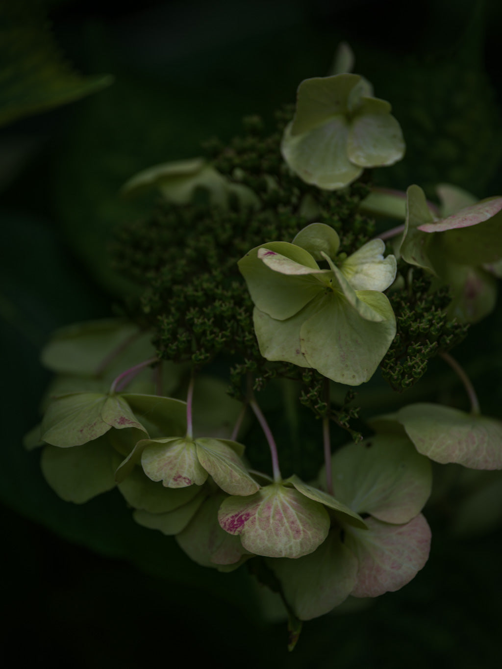 Tomas Rodak, Swiss photographer, floral photography, Hortensia, Hydrangea, TOMs FLOWer CLUB, TOMs ART FLOWer CLUB, White wall, Lumas