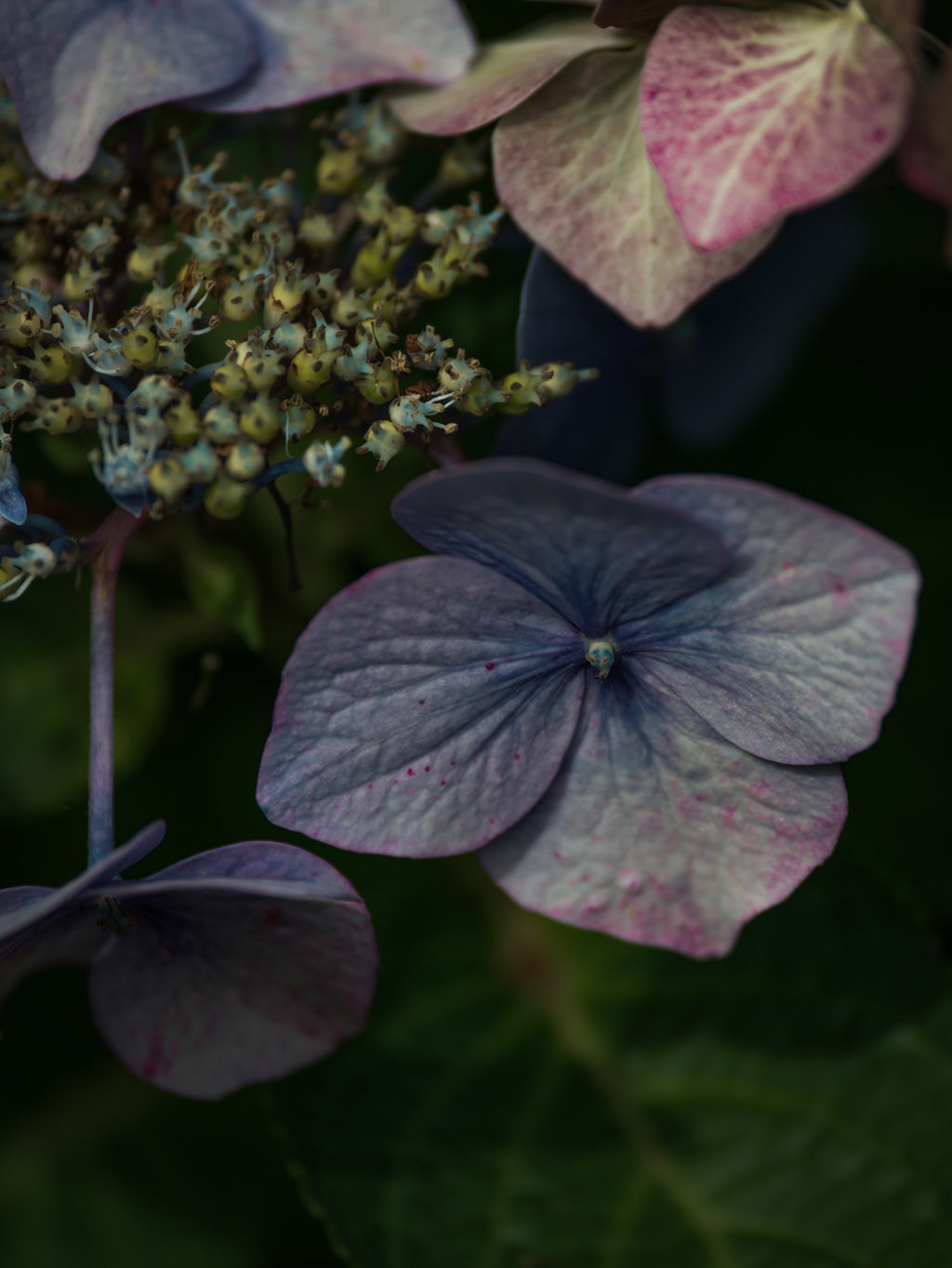 Tomas Rodak, Swiss photographer, floral photography, Hortensia, Hydrangea, TOMs FLOWer CLUB, TOMs ART FLOWer CLUB, White wall, Lumas