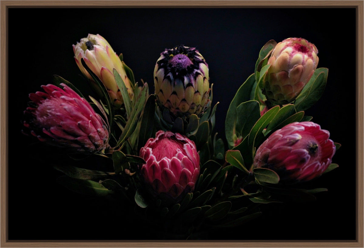 PROTEA ARISTATA, sugarbush, South African plants, floral photography by TOMas Rodak, TOMs FLOWer CLUB.