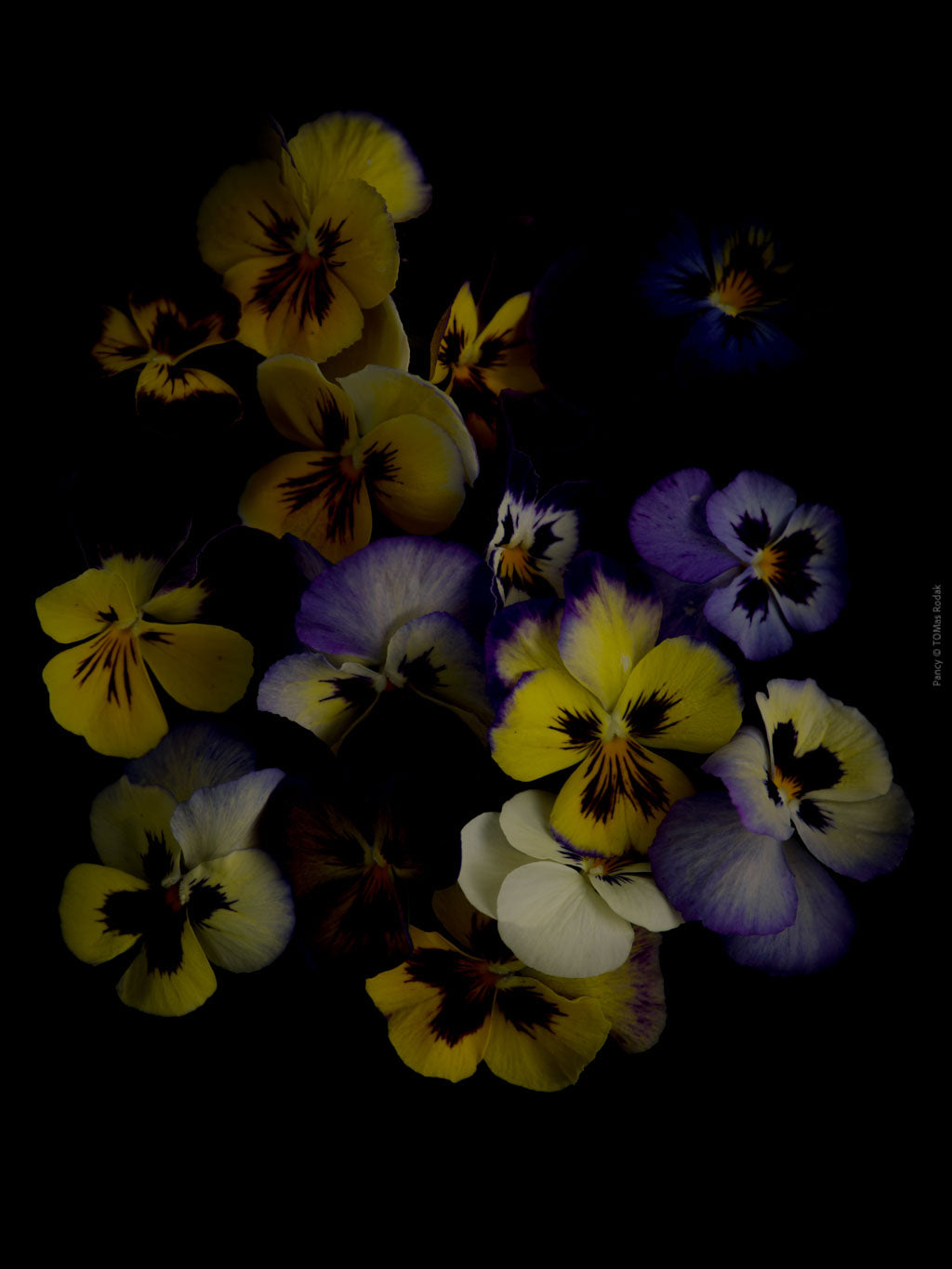 Colorful pancy flowers arranged on a black background, photographed with Hasselblad camera by TOMas Rodak, Swiss photographer.