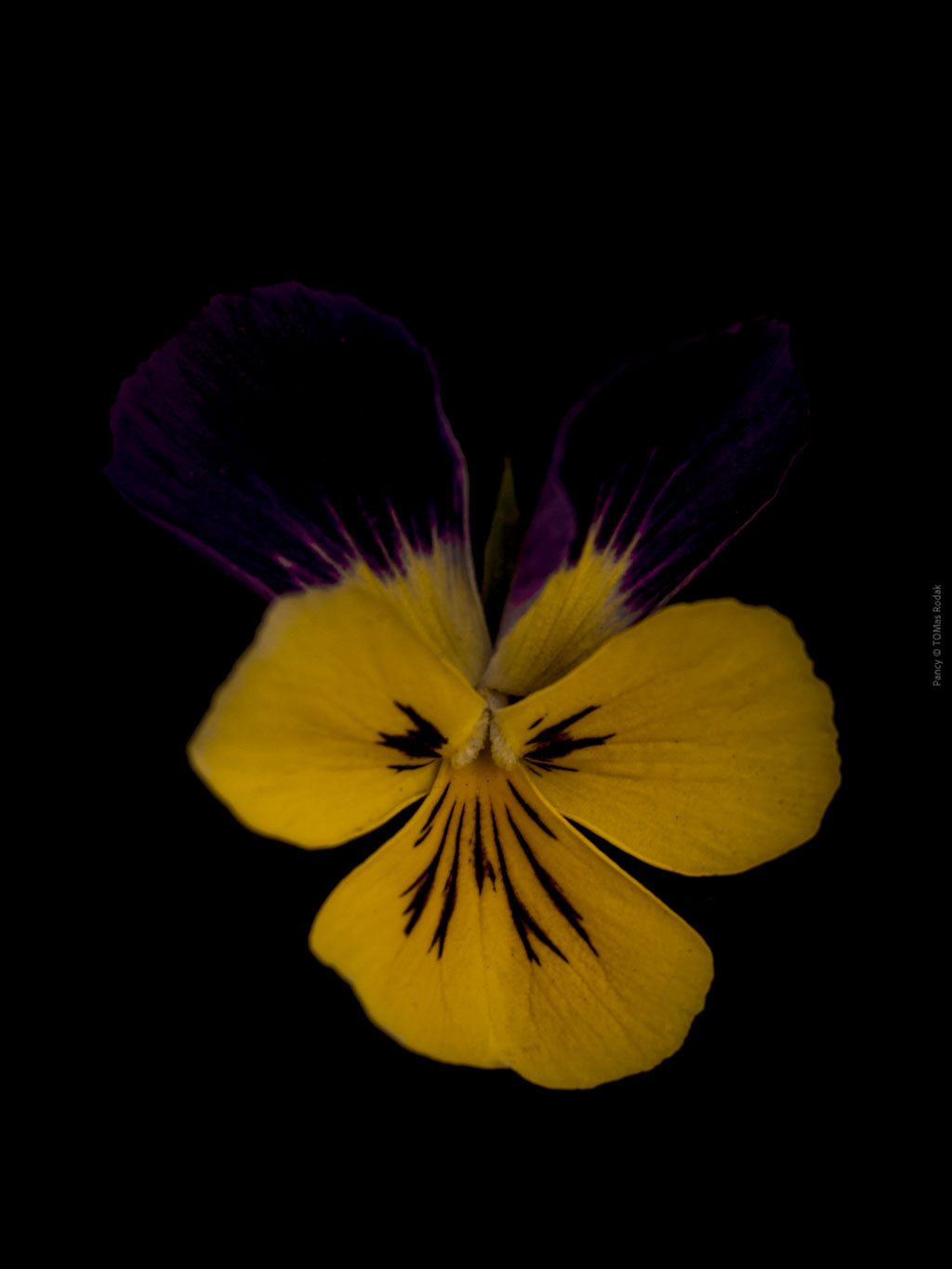 Yellow purple blue pancy flowers arranged on a black background, photographed with Hasselblad camera by TOMas Rodak, Swiss photographer.