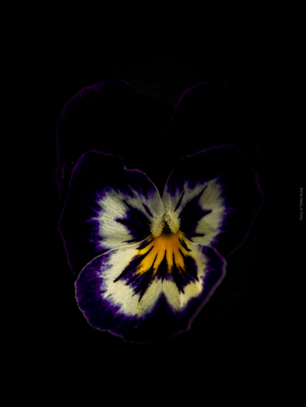 White purple blue pancy flowers arranged on a black background, photographed with Hasselblad camera by TOMas Rodak, Swiss photographer.