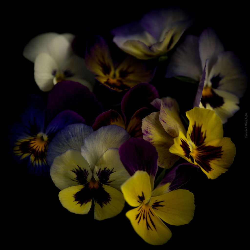 Colorful dark blue - yellow pancy flower arranged on a black background, photographed with Hasselblad camera by TOMas Rodak, Swiss photographer, for sale at TOMs FLOWer CLUB.