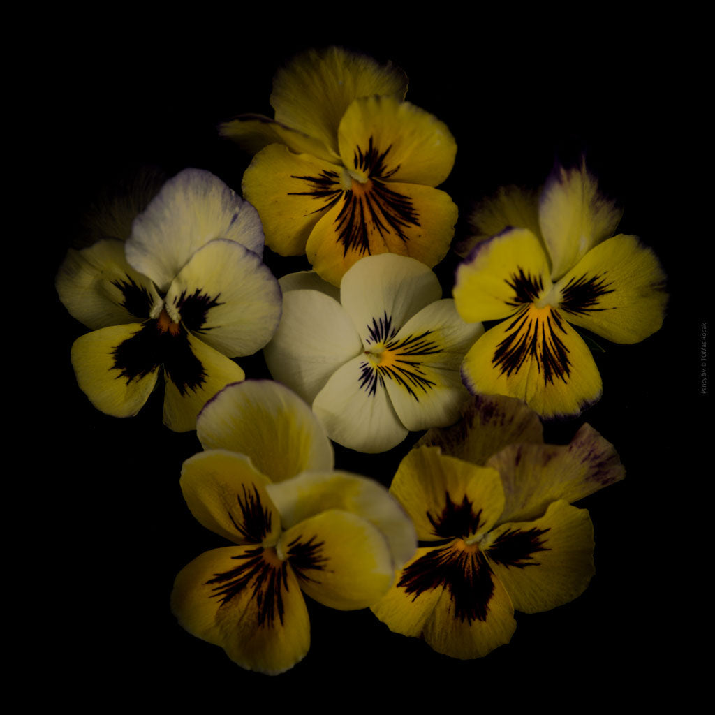 Colorful dark yellow pancy flowers arranged on a black background, photographed with Hasselblad camera by TOMas Rodak, Swiss photographer, for sale at TOMs FLOWer CLUB.