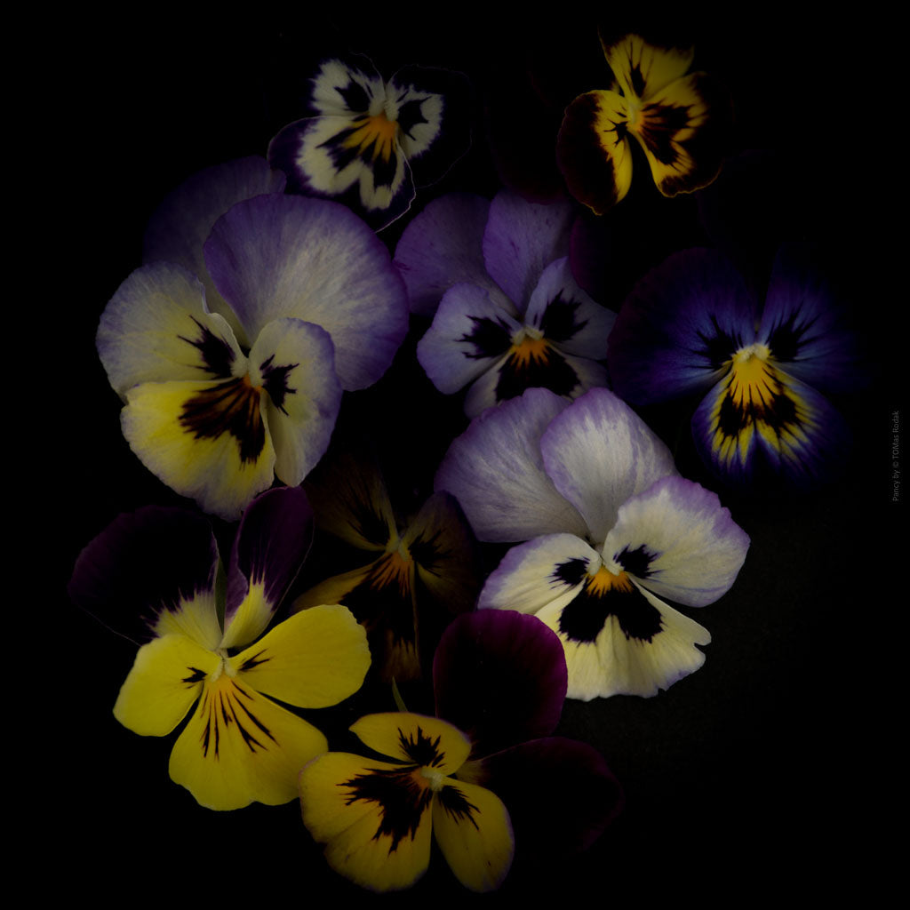 Colorful dark blue - yellow pancy flowers arranged on a black background, photographed with Hasselblad camera by TOMas Rodak, Swiss photographer, for sale at TOMs FLOWer CLUB.