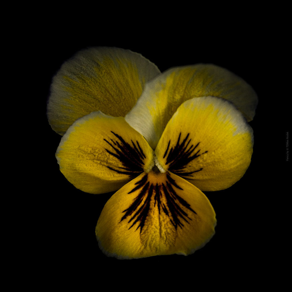 Colorful dark yellow pancy flower arranged on a black background, photographed with Hasselblad camera by TOMas Rodak, Swiss photographer, for sale at TOMs FLOWer CLUB.