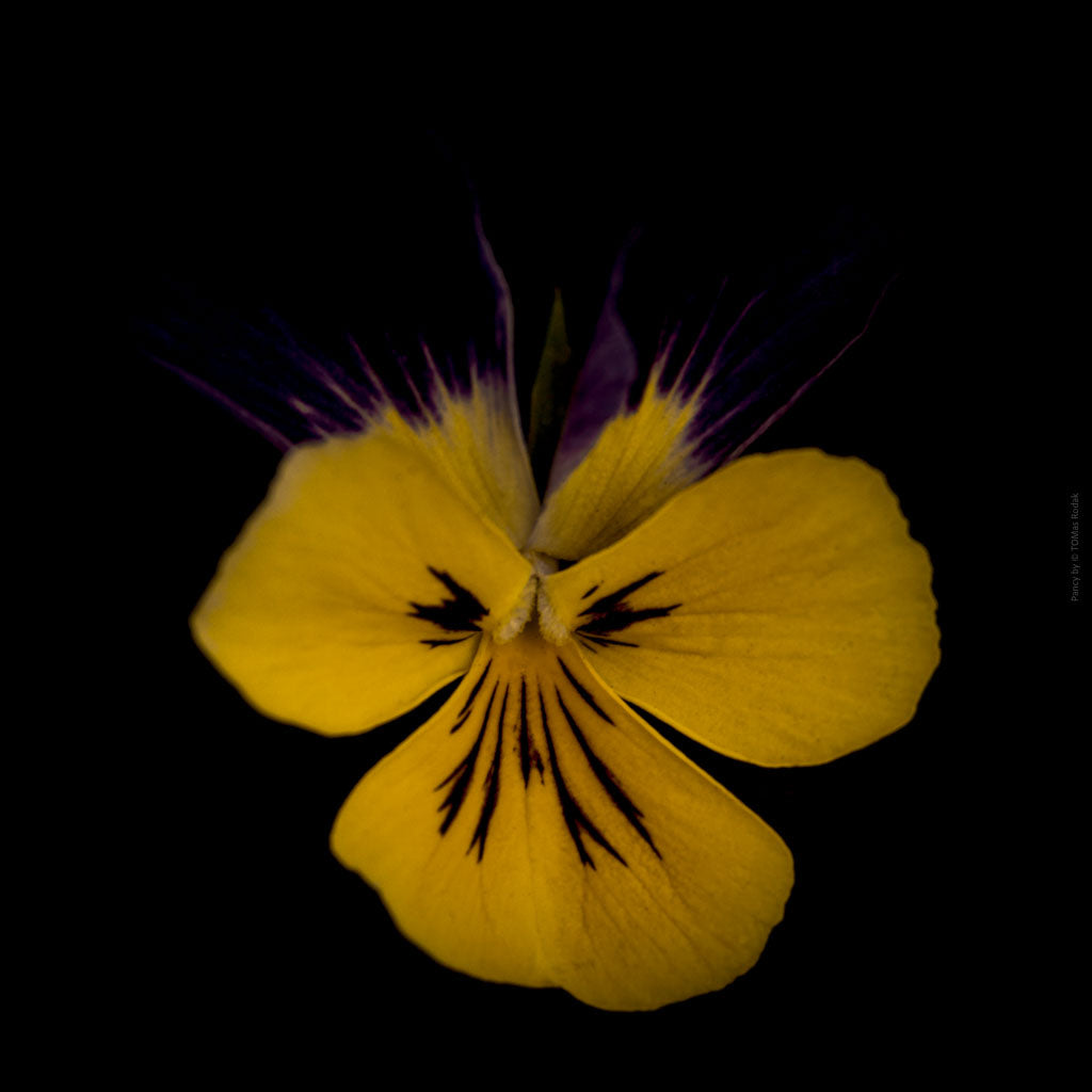 Colorful dark blilac - yellow pancy flower arranged on a black background, photographed with Hasselblad camera by TOMas Rodak, Swiss photographer, for sale at TOMs FLOWer CLUB.