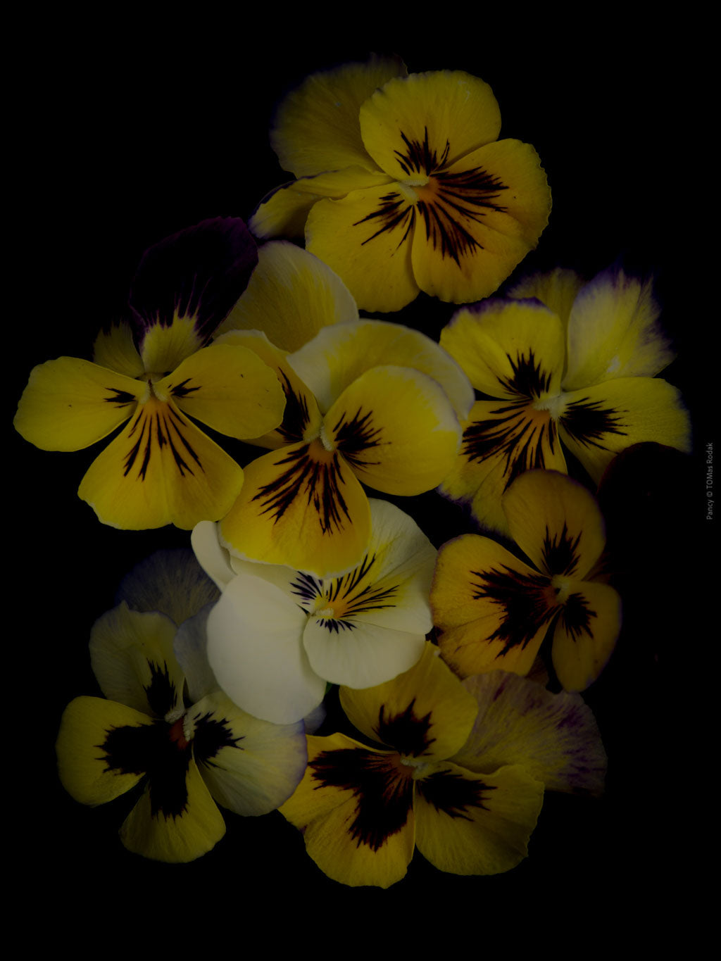 Yellow and white pancy flowers arranged on a black background, photographed with Hasselblad camera by TOMas Rodak, Swiss photographer.