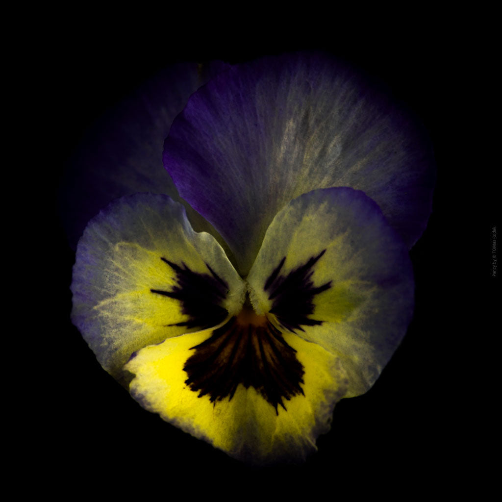 Colorful dark blue - yellow pancy flower arranged on a black background, photographed with Hasselblad camera by TOMas Rodak, Swiss photographer, for sale at TOMs FLOWer CLUB.
