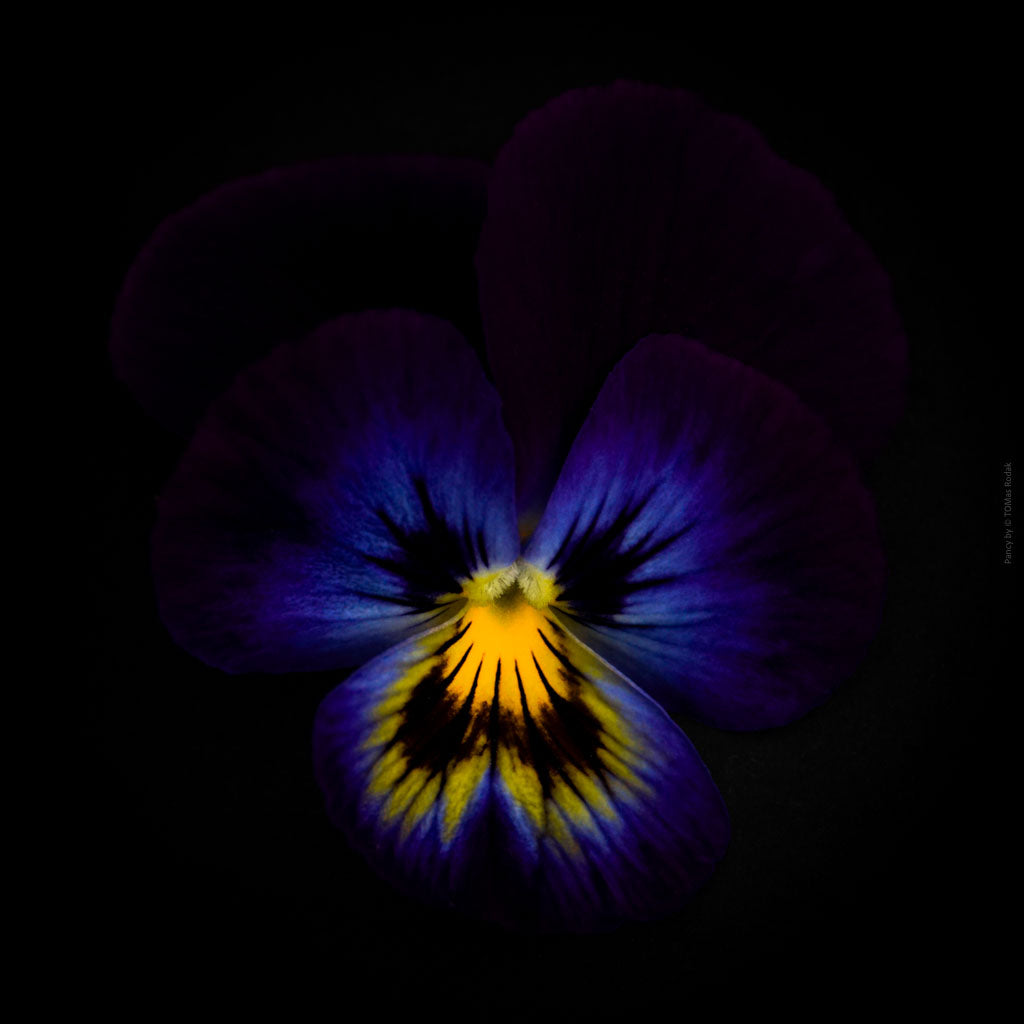 Colorful dark blue - yellow pancy flower arranged on a black background, photographed with Hasselblad camera by TOMas Rodak, Swiss photographer, for sale at TOMs FLOWer CLUB.