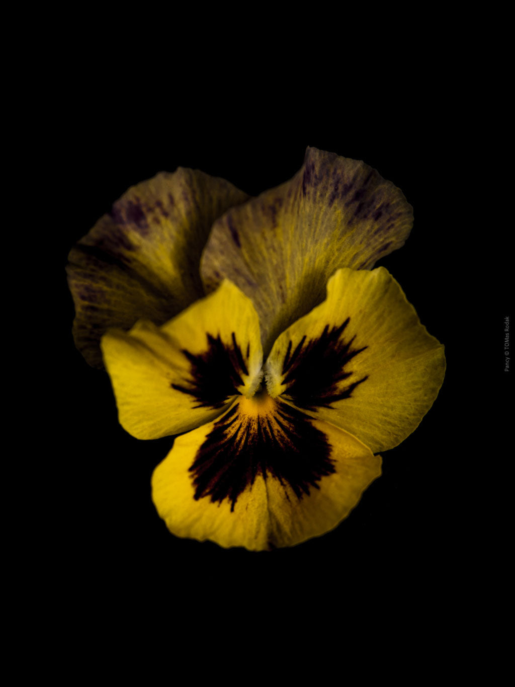 Yellow burgundy pancy flower arranged on a black background, photographed with Hasselblad camera by TOMas Rodak, Swiss photographer.