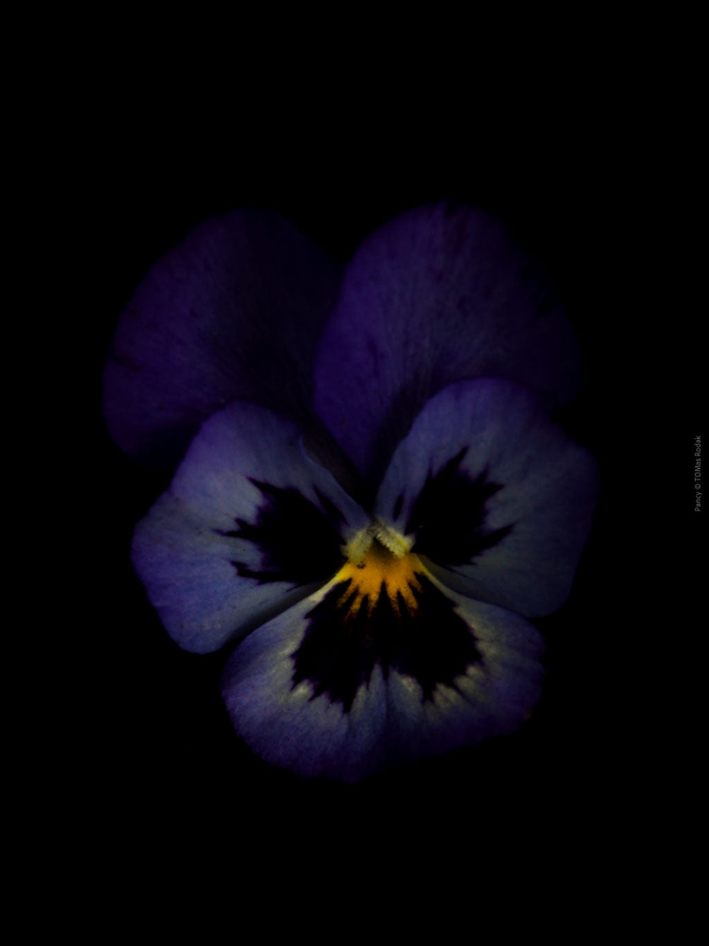 Blue purple pancy flowers arranged on a black background, photographed with Hasselblad camera by TOMas Rodak, Swiss photographer.