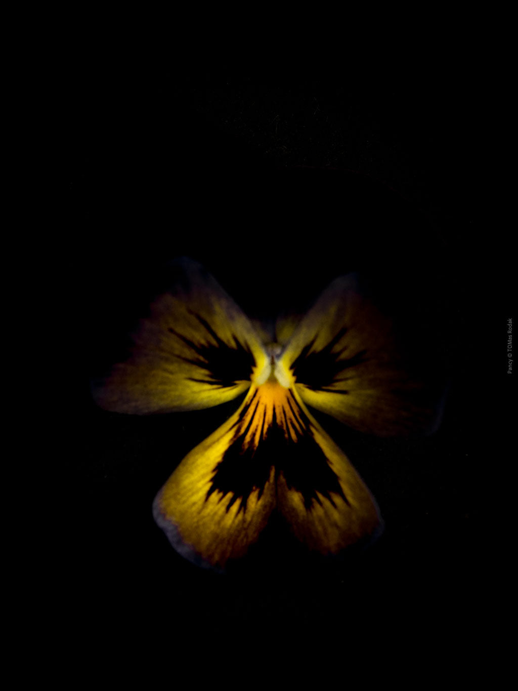Yellow burgundy pancy flowers arranged on a black background, photographed with Hasselblad camera by TOMas Rodak, Swiss photographer.
