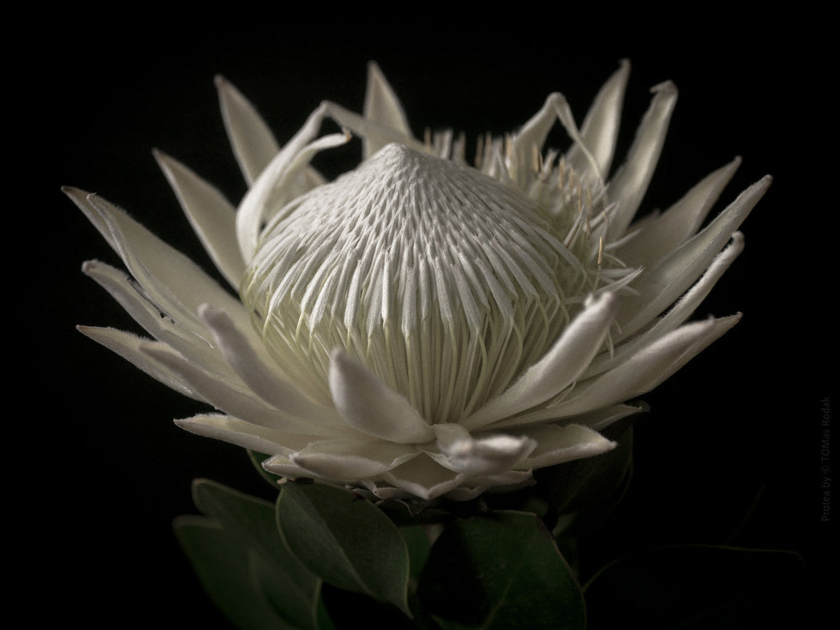 White King Protea Hasselblad photo art by Swiss photographer TOMas Rodak for sale at TOMs FLOWer CLUB, limited edition of floral art.