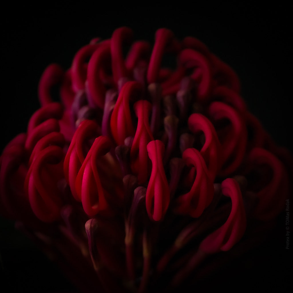 Red Protea Hasselblad photo art by Swiss photographer TOMas Rodak for sale at TOMs FLOWer CLUB, limited edition of floral art.