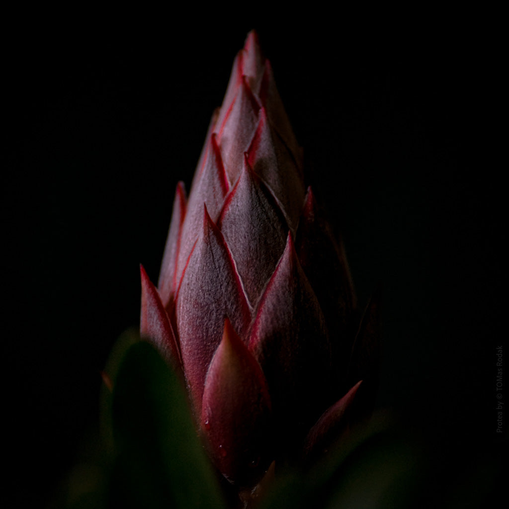 Protea Hasselblad photo art by Swiss photographer TOMas Rodak for sale at TOMs FLOWer CLUB, limited edition of floral art.