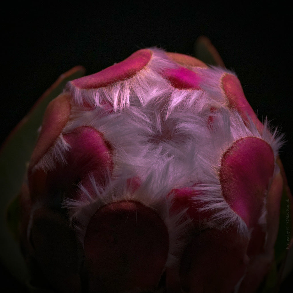 Protea Hasselblad photo art by Swiss photographer TOMas Rodak for sale at TOMs FLOWer CLUB, limited edition of floral art.