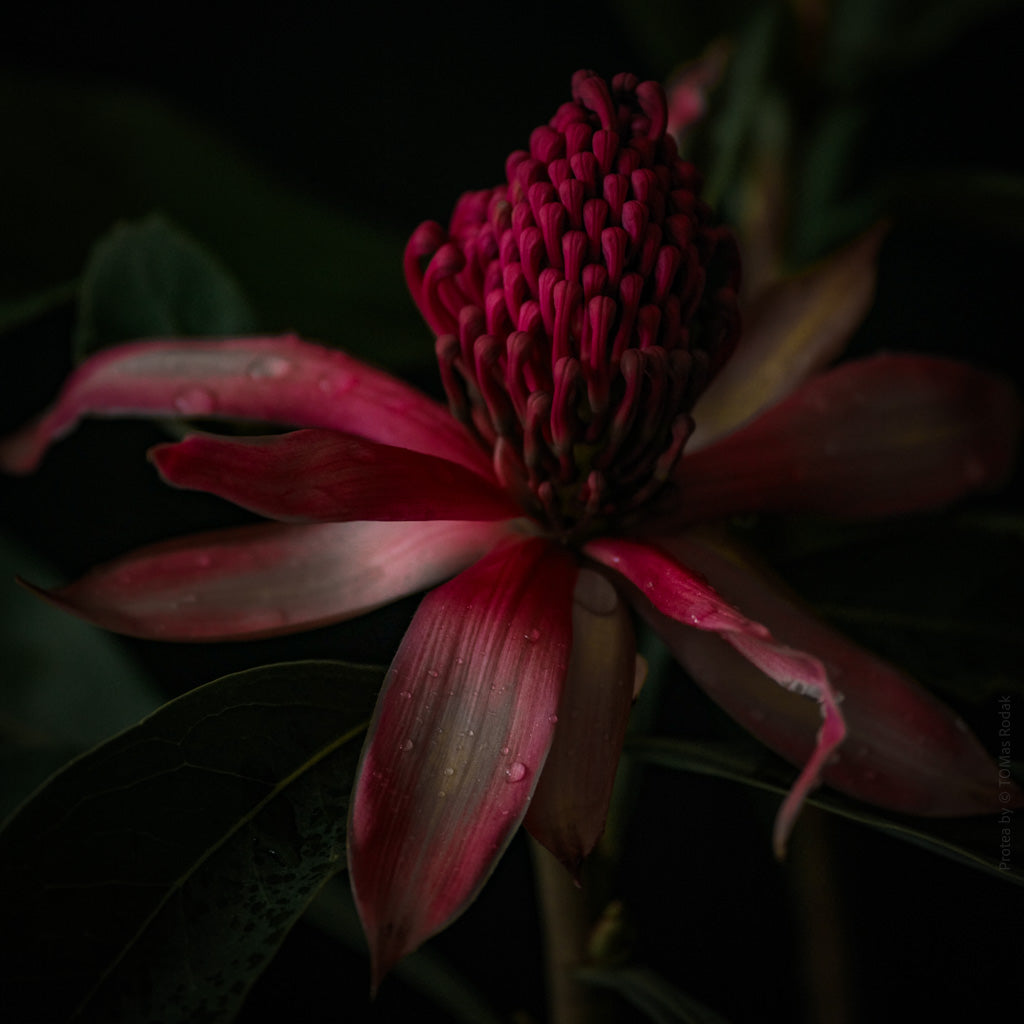Protea Hasselblad photo art by Swiss photographer TOMas Rodak for sale at TOMs FLOWer CLUB, limited edition of floral art.