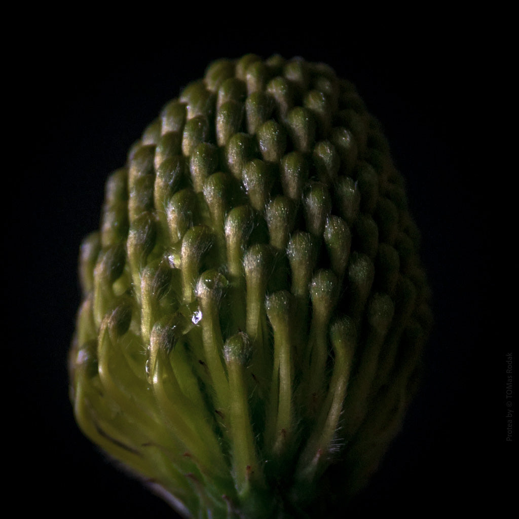 Protea Hasselblad photo art by Swiss photographer TOMas Rodak for sale at TOMs FLOWer CLUB, limited edition of floral art.