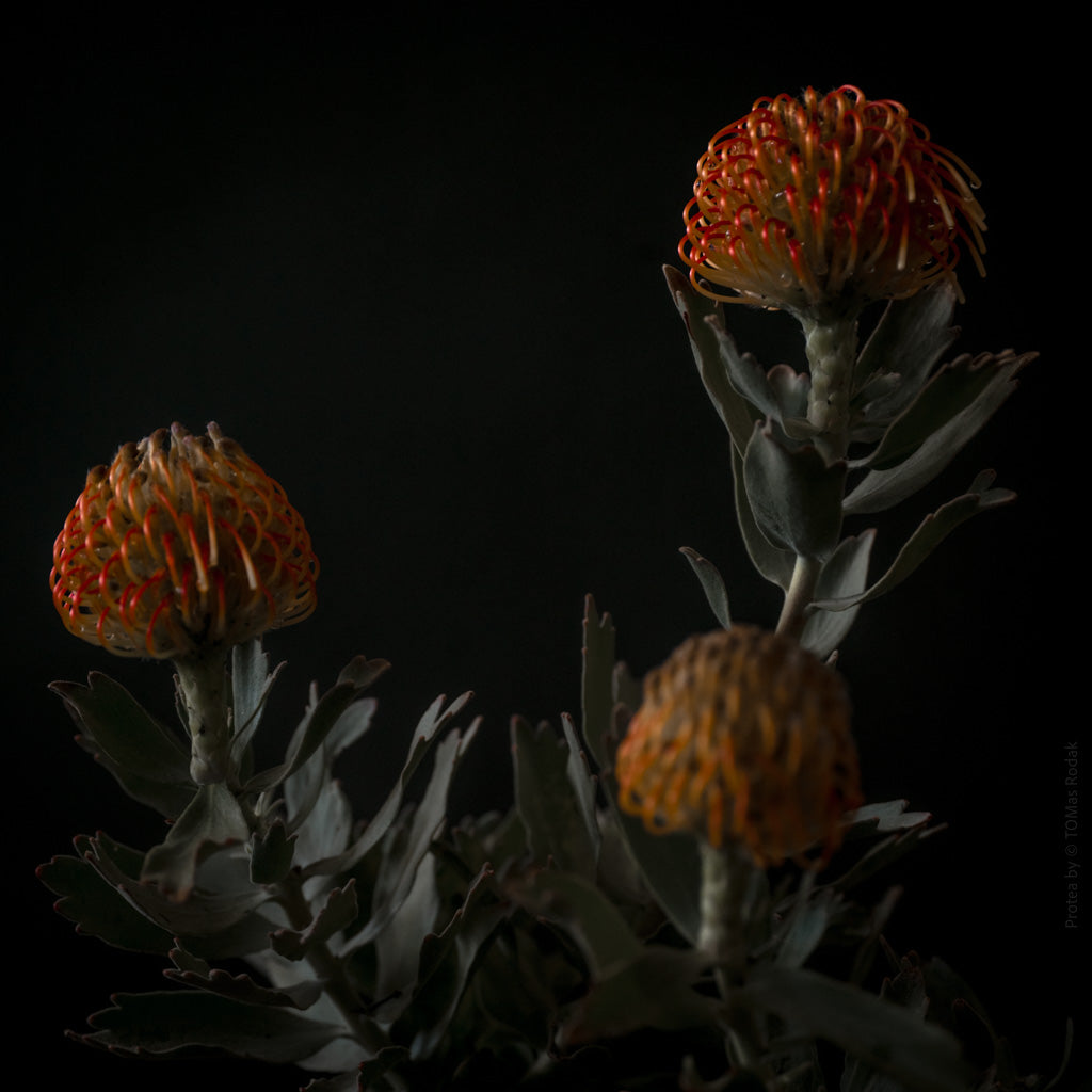 Protea Hasselblad photo art by Swiss photographer TOMas Rodak for sale at TOMs FLOWer CLUB, limited edition of floral art.