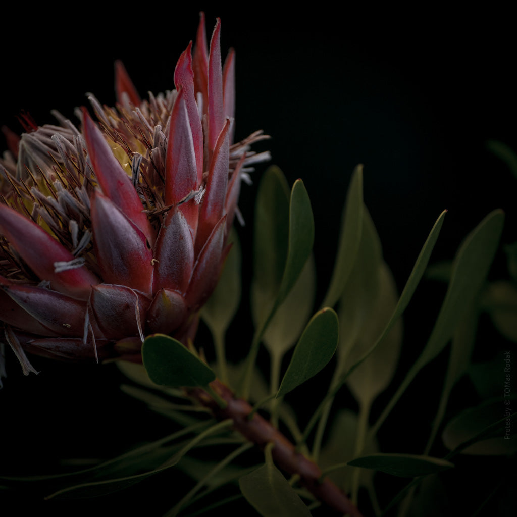 Protea Hasselblad photo art by Swiss photographer TOMas Rodak for sale at TOMs FLOWer CLUB, limited edition of floral art.