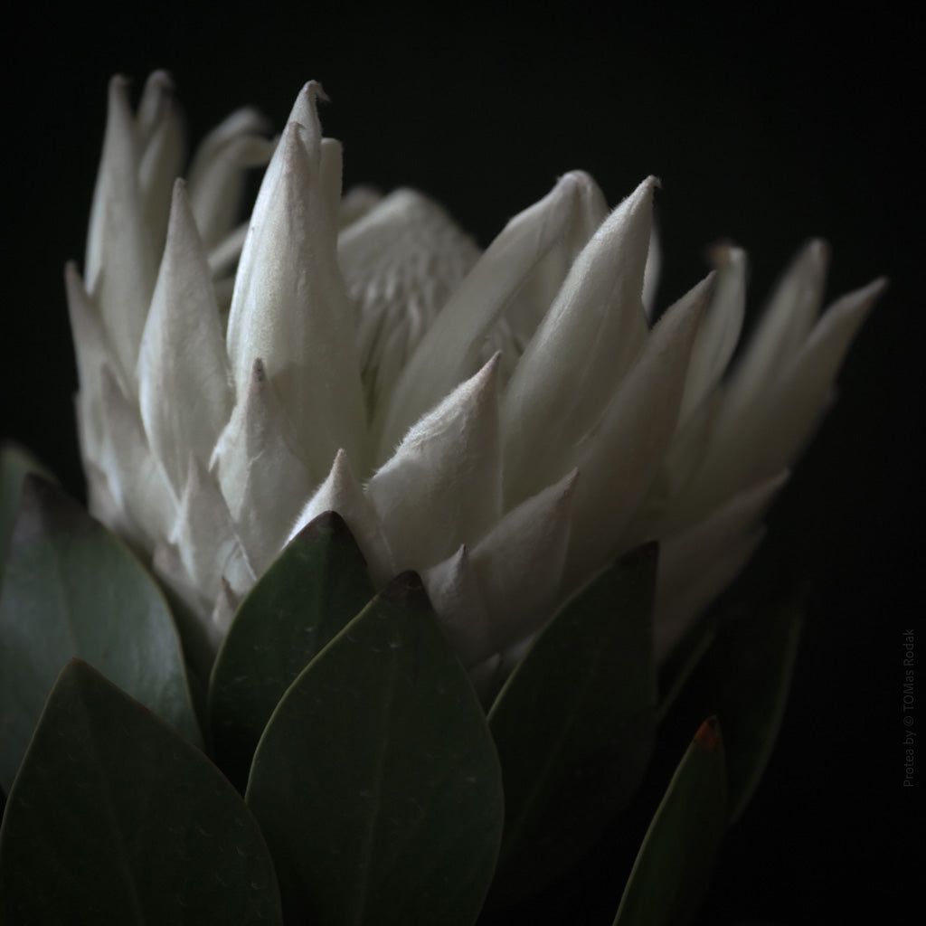 Protea Hasselblad photo art by Swiss photographer TOMas Rodak for sale at TOMs FLOWer CLUB, limited edition of floral art.
