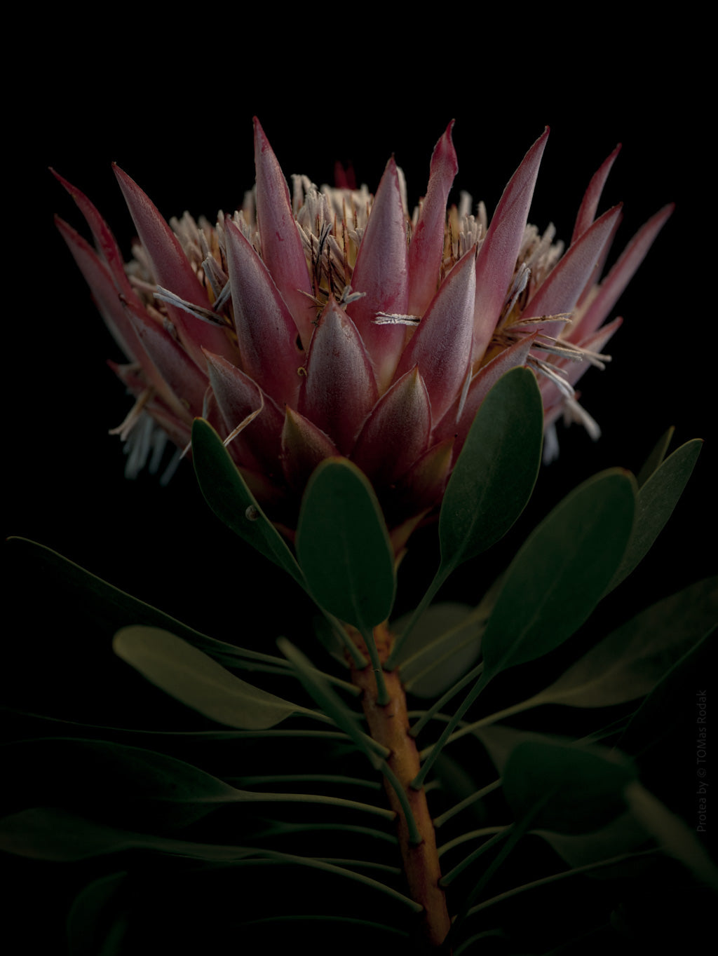 King Protea Hasselblad photo art by Swiss photographer TOMas Rodak for sale at TOMs FLOWer CLUB, limited edition of floral art.