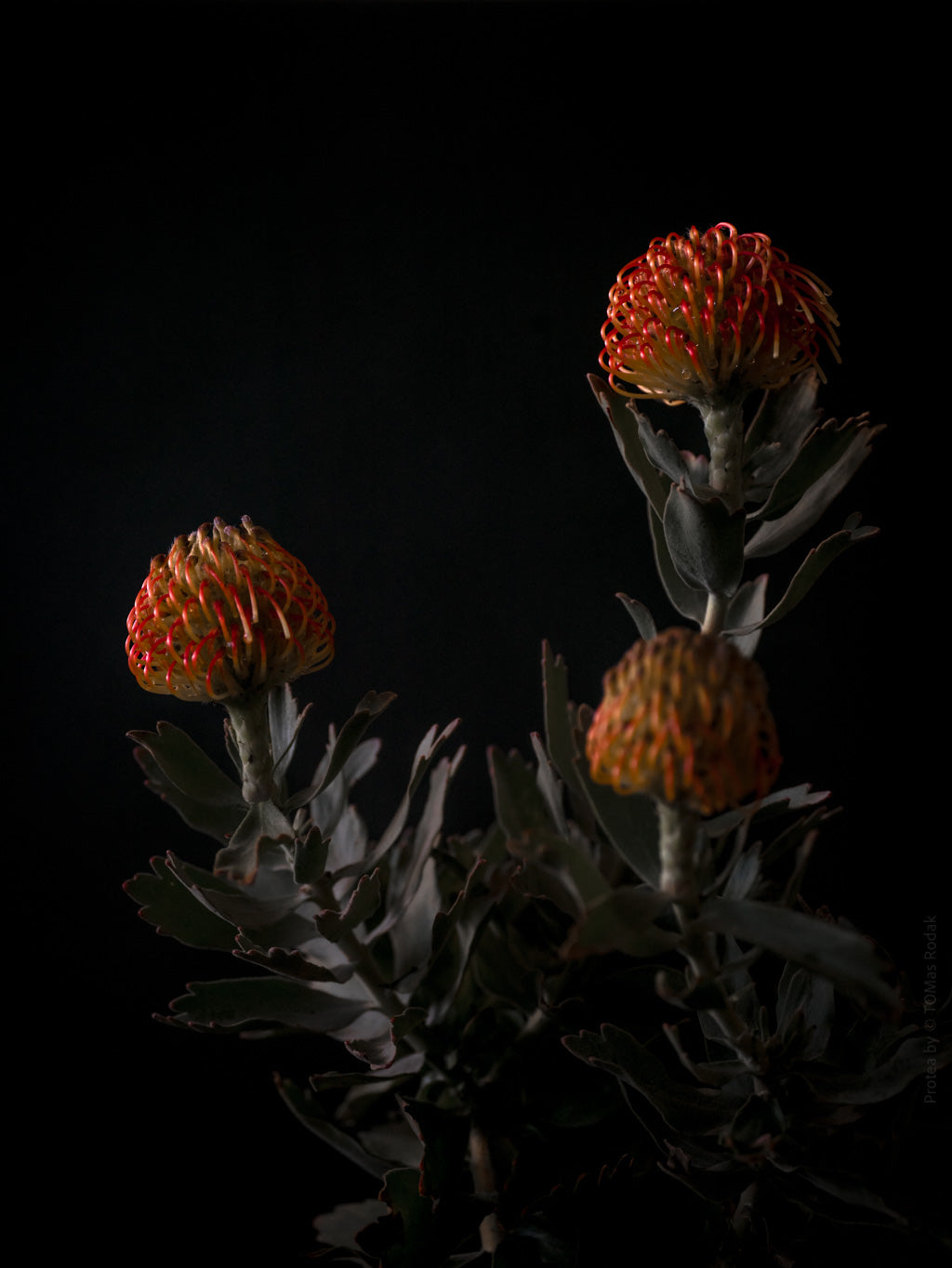 Protea Hasselblad photo art by Swiss photographer TOMas Rodak for sale at TOMs FLOWer CLUB, limited edition of floral art.