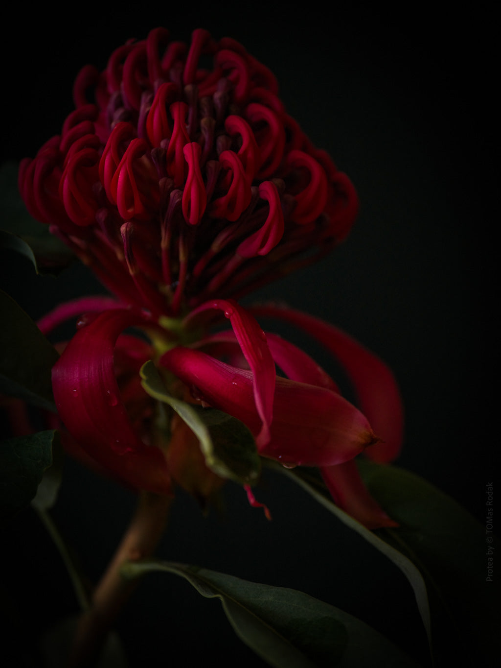 Protea Hasselblad photo art by Swiss photographer TOMas Rodak for sale at TOMs FLOWer CLUB, limited edition of floral art.
