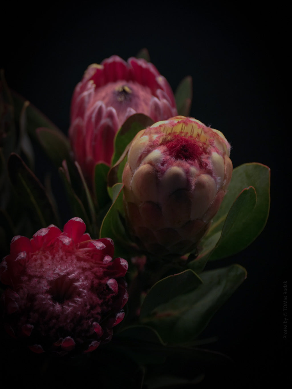 Protea Hasselblad photo art by Swiss photographer TOMas Rodak for sale at TOMs FLOWer CLUB, limited edition of floral art.