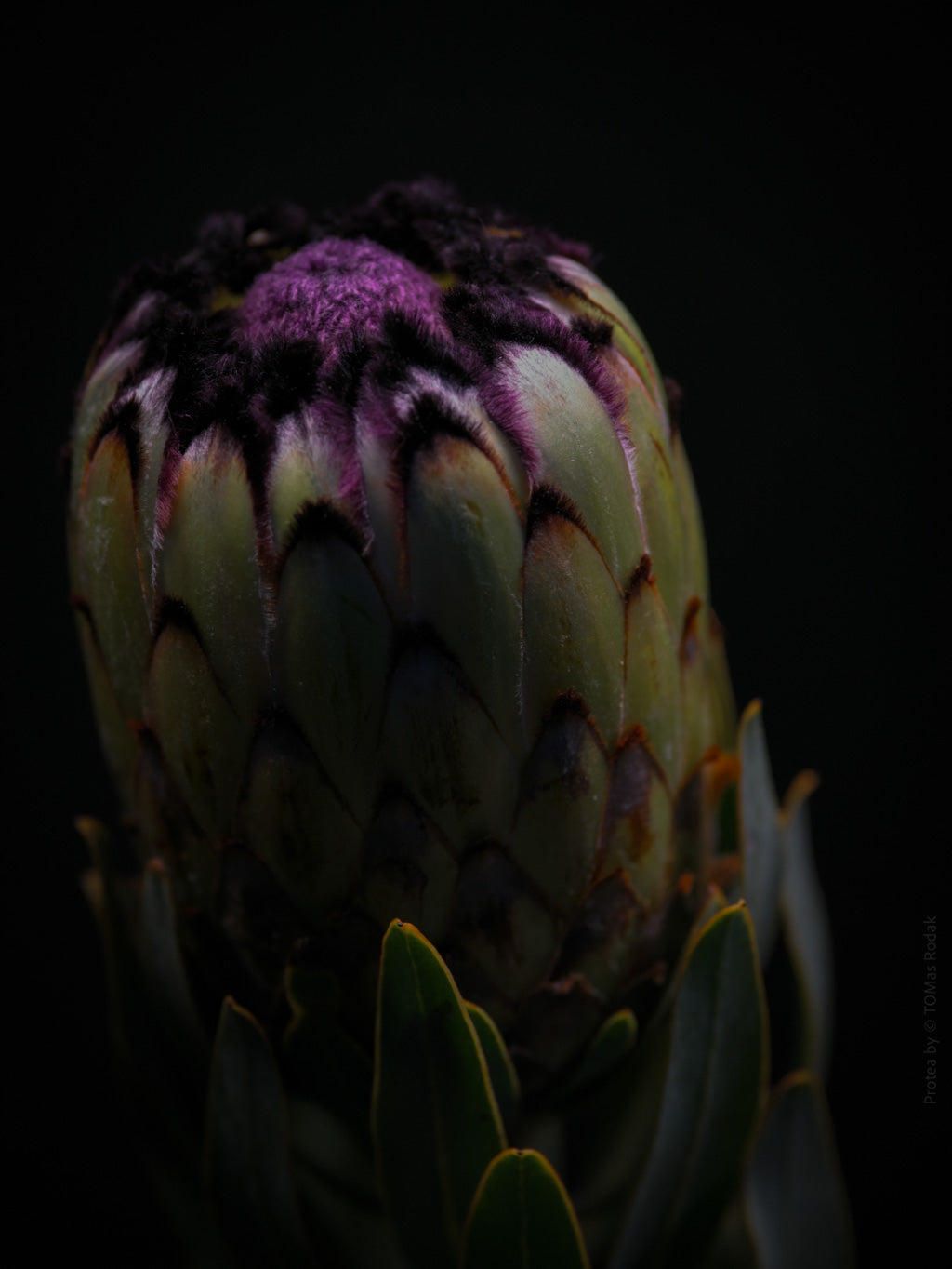 Protea Hasselblad photo art by Swiss photographer TOMas Rodak for sale at TOMs FLOWer CLUB, limited edition of floral art.