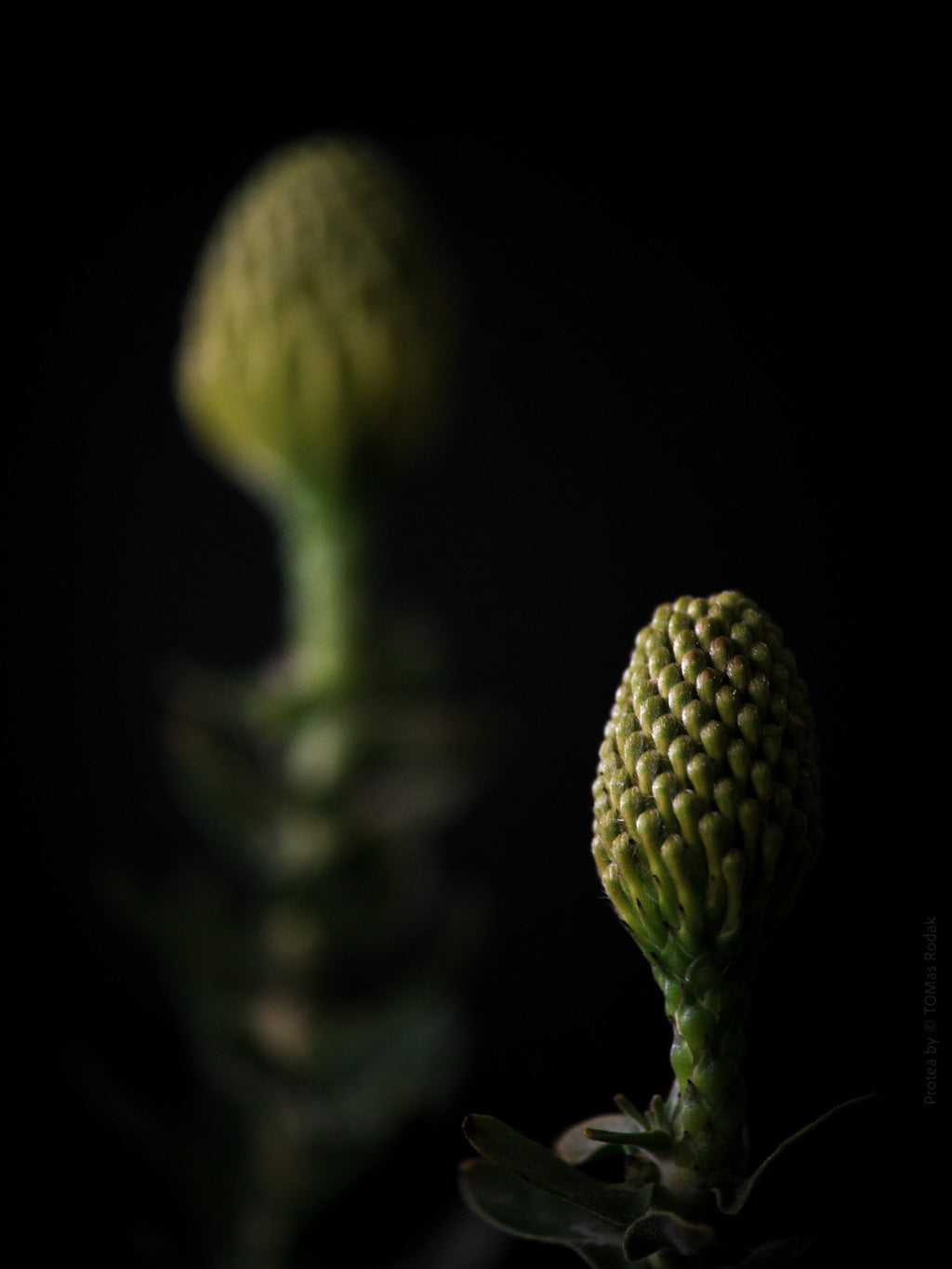 Protea Hasselblad photo art by Swiss photographer TOMas Rodak for sale at TOMs FLOWer CLUB, limited edition of floral art.