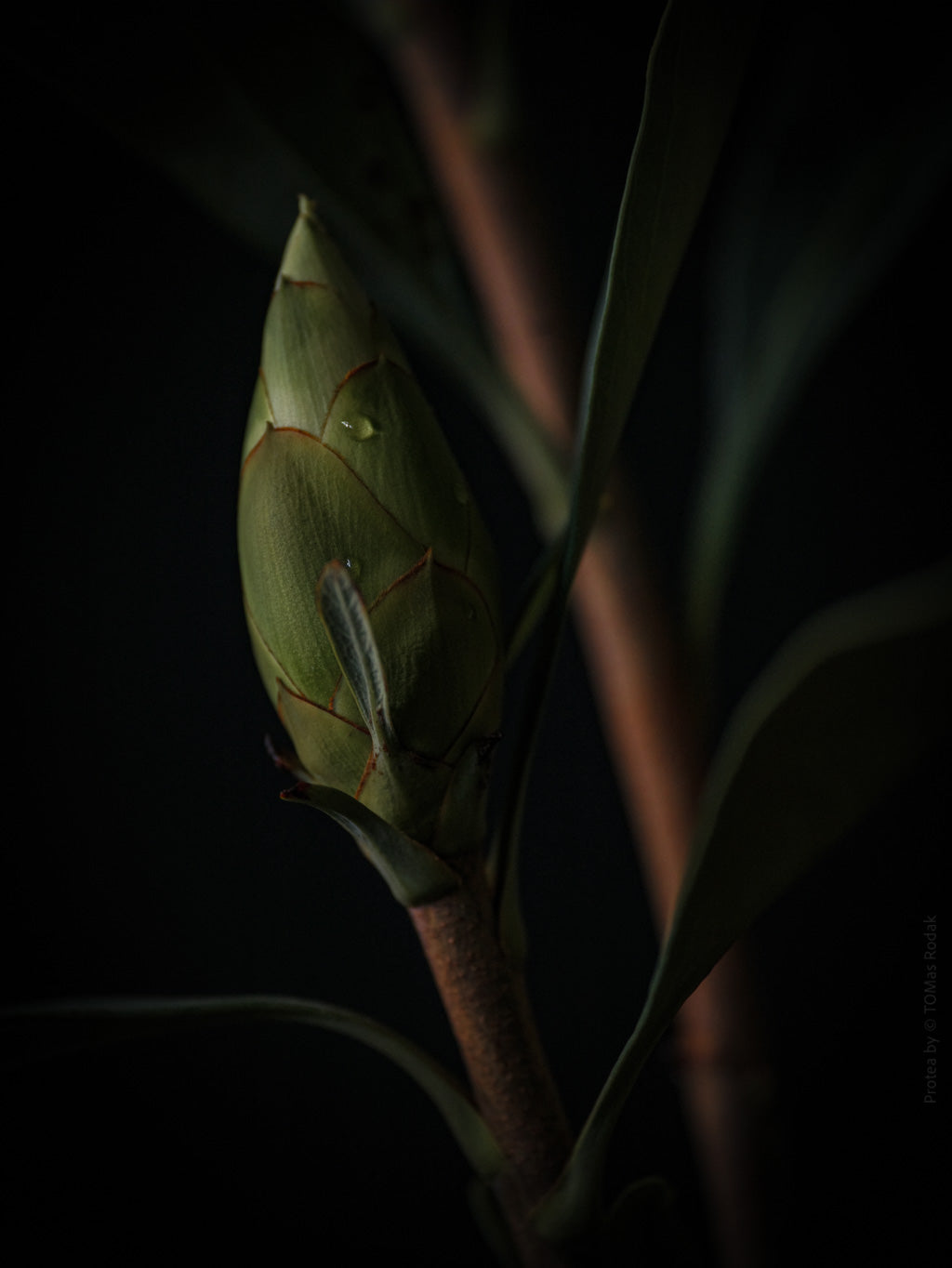Protea Hasselblad photo art by Swiss photographer TOMas Rodak for sale at TOMs FLOWer CLUB, limited edition of floral art.