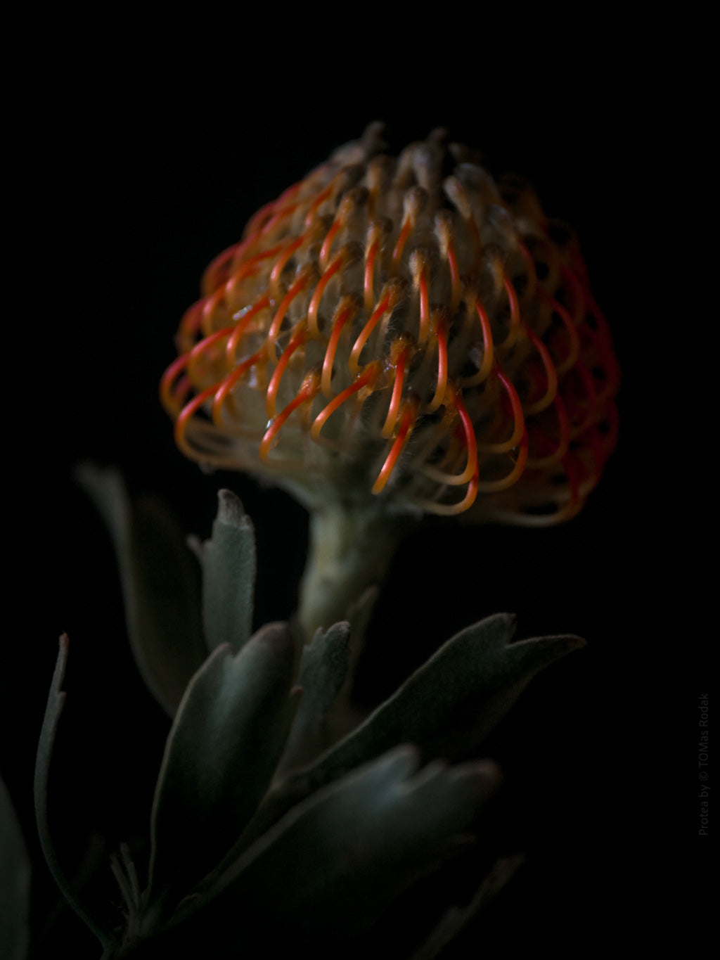 Protea Hasselblad photo art by Swiss photographer TOMas Rodak for sale at TOMs FLOWer CLUB, limited edition of floral art.
