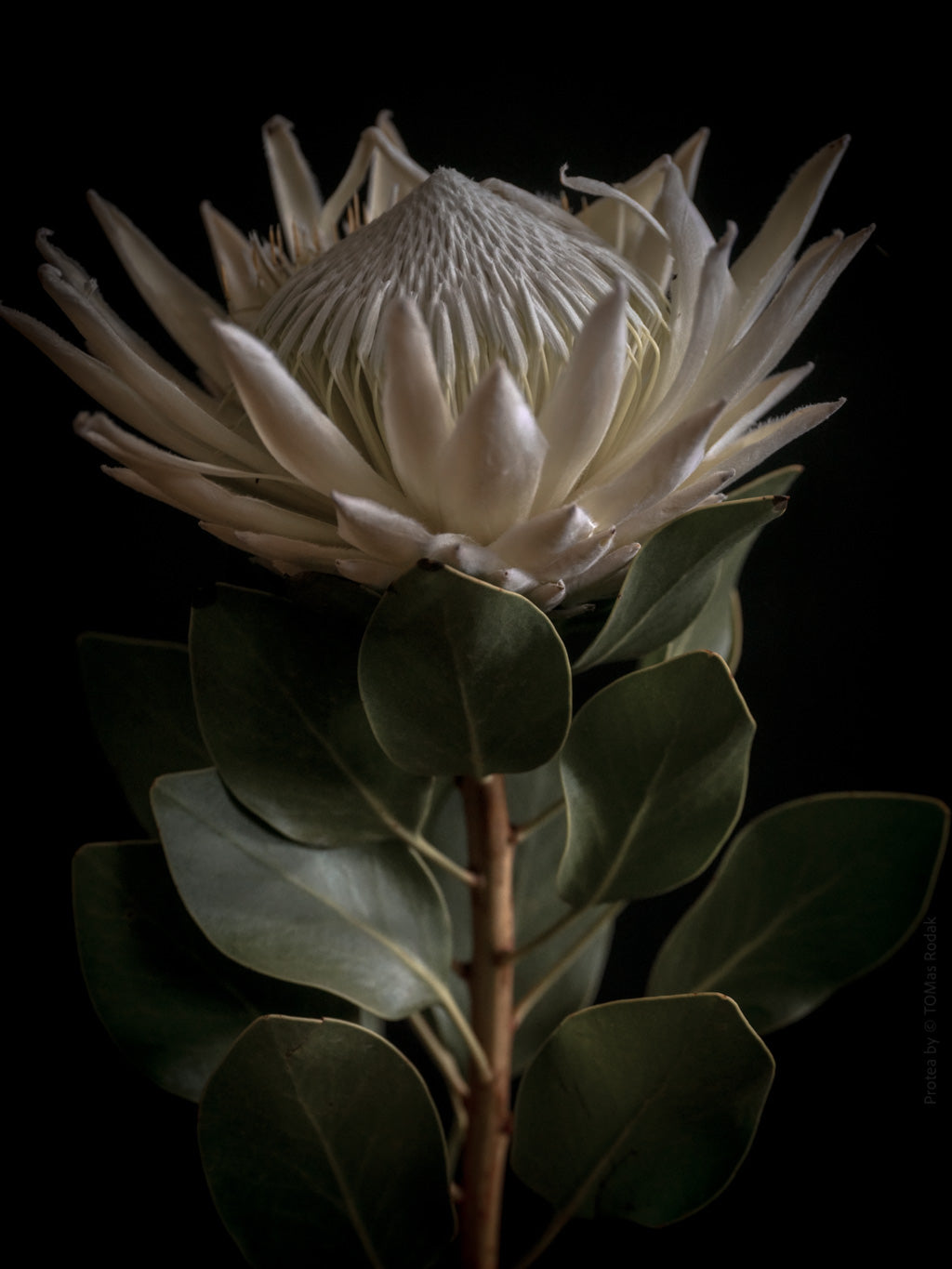 White King Protea Hasselblad photo art by Swiss photographer TOMas Rodak for sale at TOMs FLOWer CLUB, limited edition of floral art.