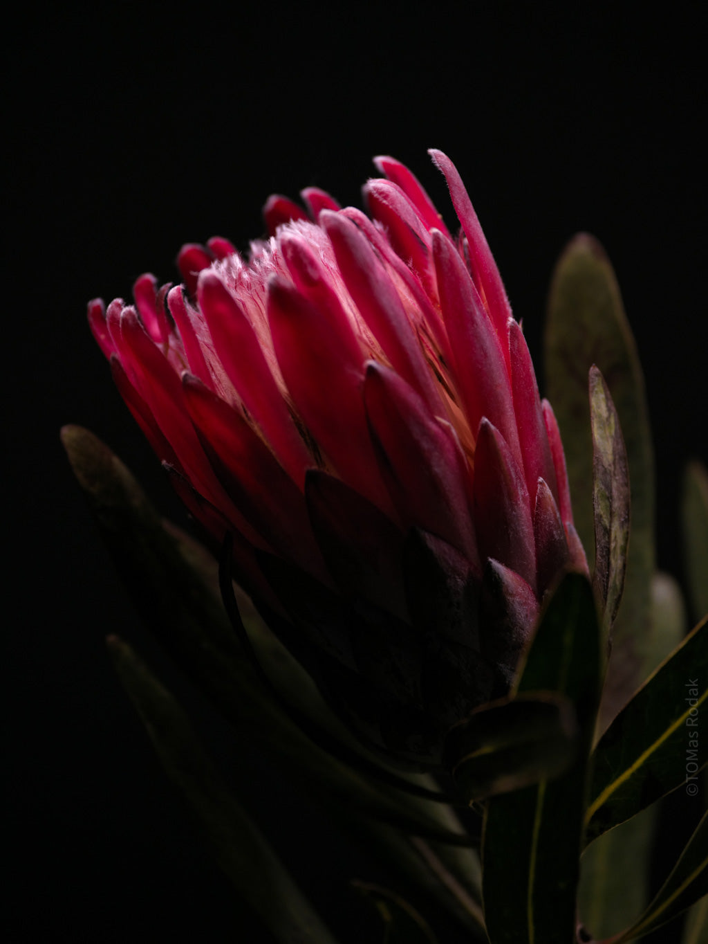 PROTEA ARISTATA, sugarbush, South African plants, floral photography by TOMas Rodak, TOMs FLOWer CLUB.