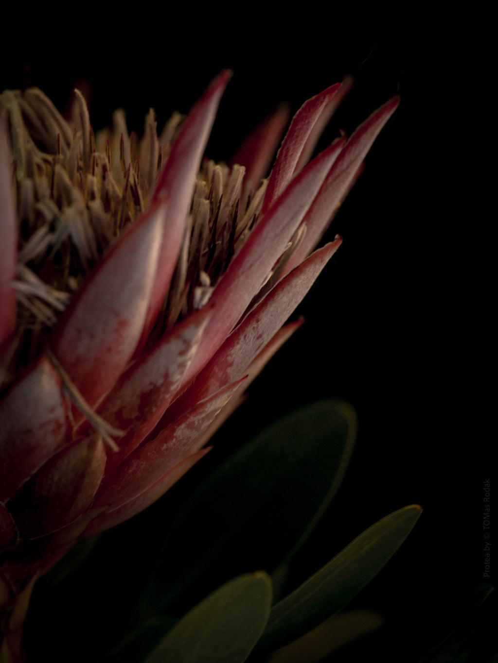 Protea Hasselblad photo art by Swiss photographer TOMas Rodak for sale at TOMs FLOWer CLUB, limited edition of floral art.