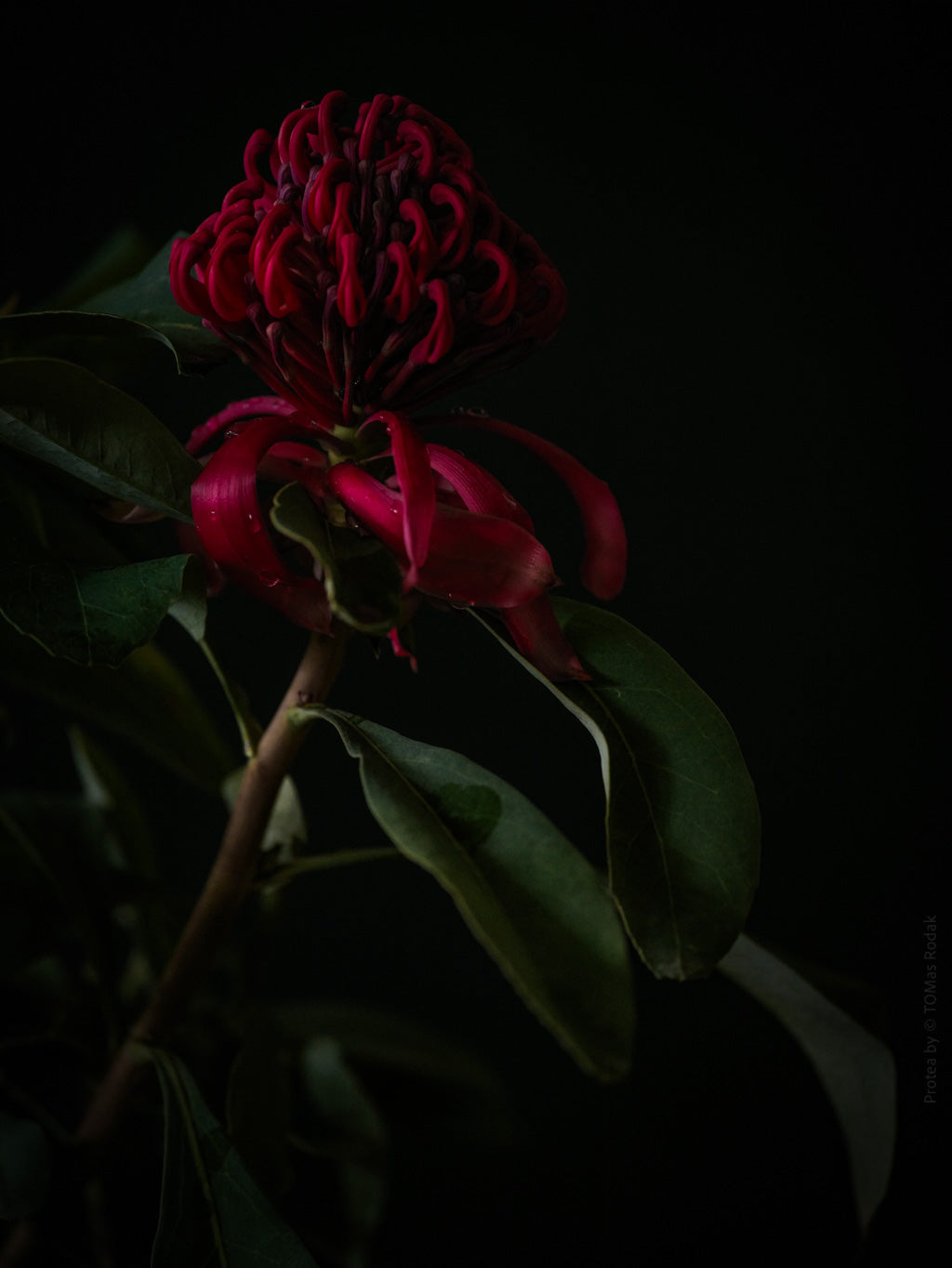 Protea Hasselblad photo art by Swiss photographer TOMas Rodak for sale at TOMs FLOWer CLUB, limited edition of floral art.