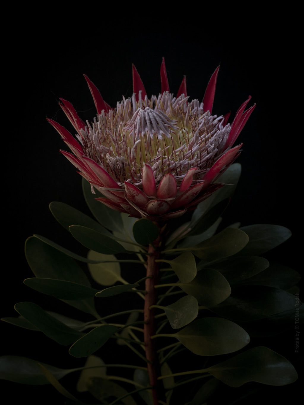 Protea Hasselblad photo art by Swiss photographer TOMas Rodak for sale at TOMs FLOWer CLUB, limited edition of floral art.
