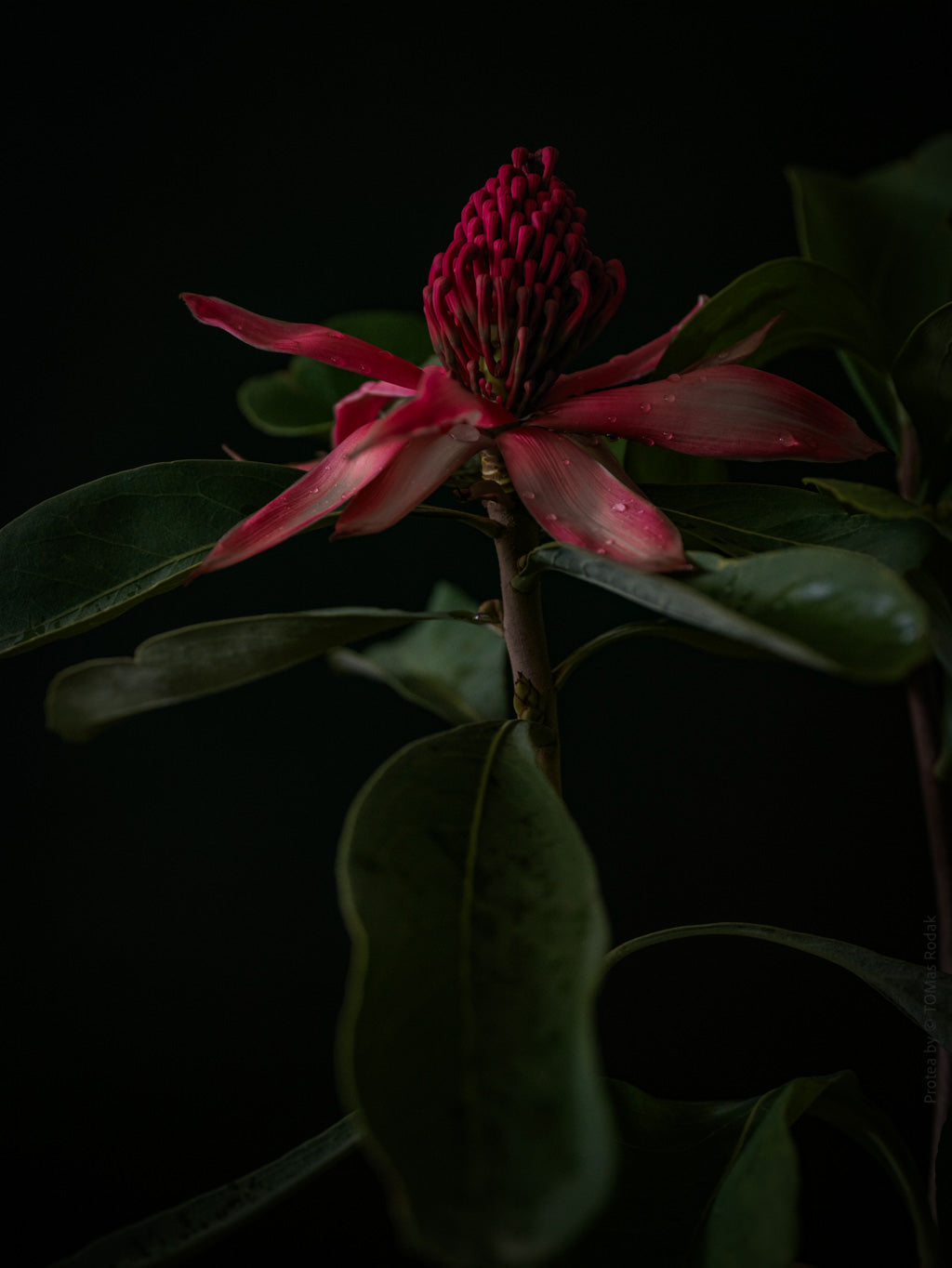 Protea Hasselblad photo art by Swiss photographer TOMas Rodak for sale at TOMs FLOWer CLUB, limited edition of floral art.