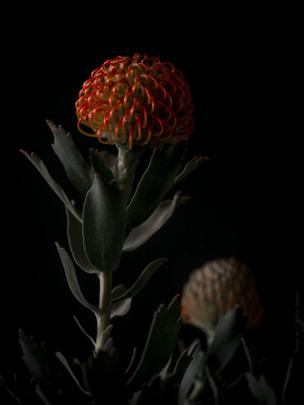 Protea Hasselblad photo art by Swiss photographer TOMas Rodak for sale at TOMs FLOWer CLUB, limited edition of floral art.
