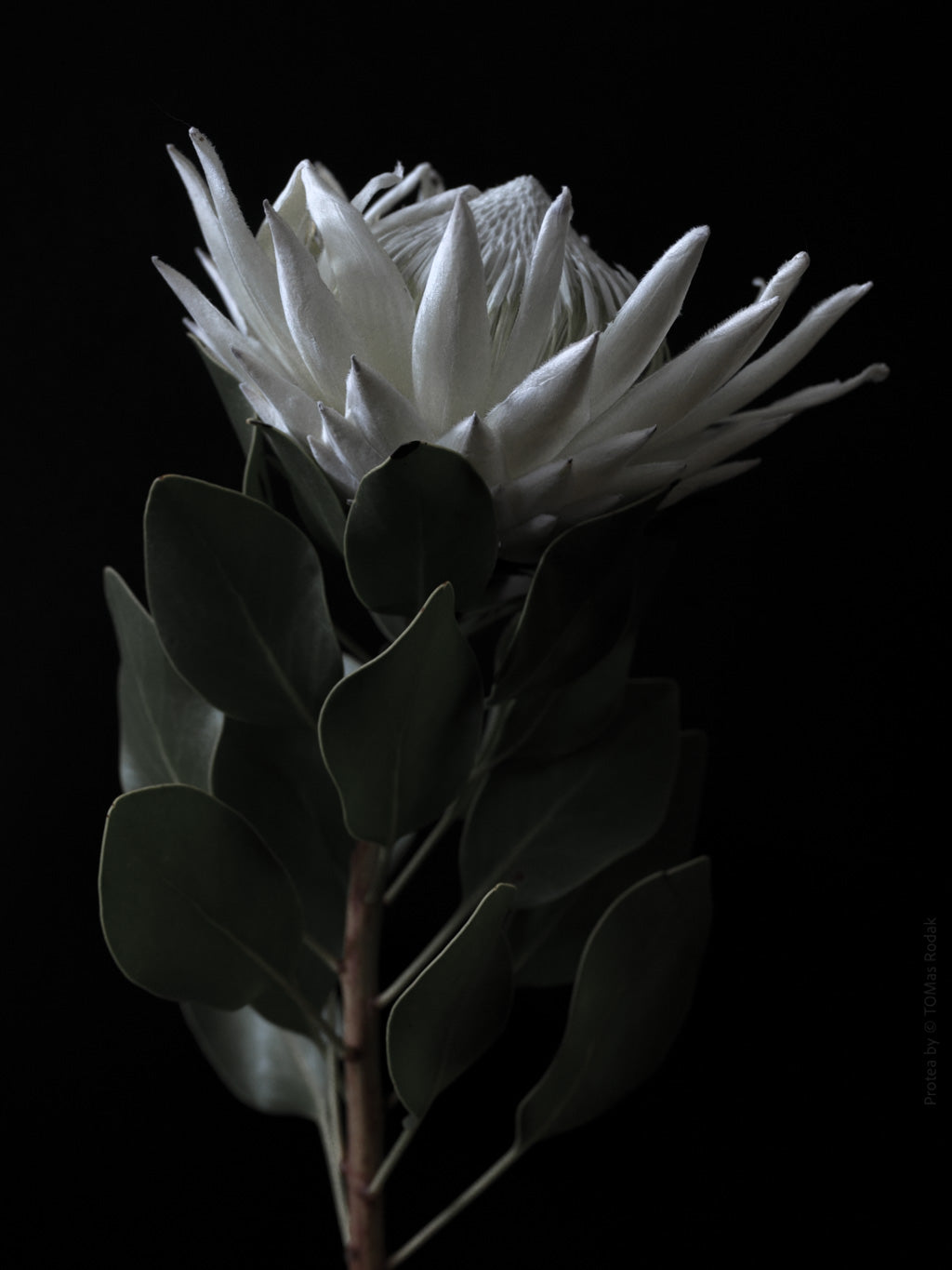 Protea Hasselblad photo art by Swiss photographer TOMas Rodak for sale at TOMs FLOWer CLUB, limited edition of floral art.