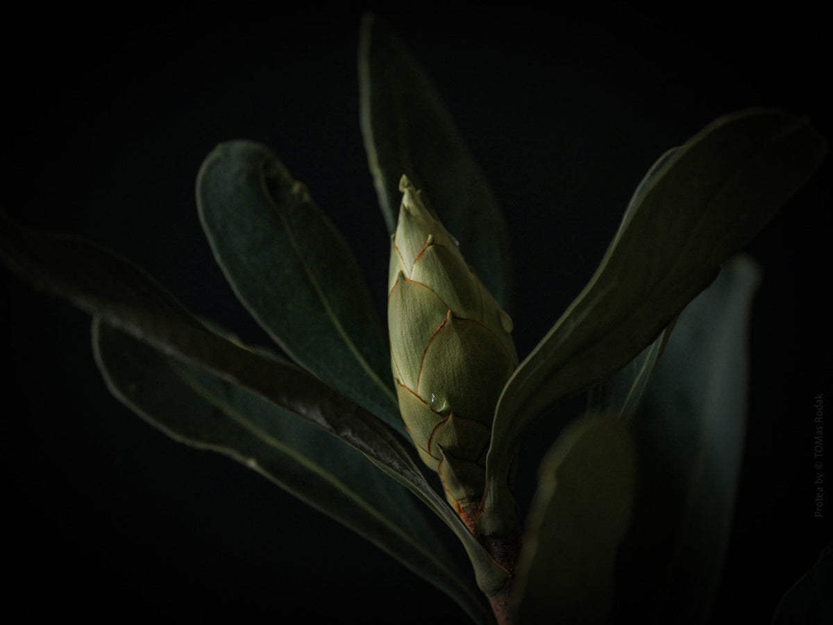 Protea Hasselblad photo art by Swiss photographer TOMas Rodak for sale at TOMs FLOWer CLUB, limited edition of floral art.